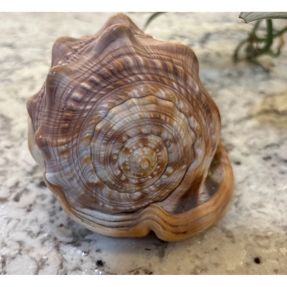 Natural Bullmouth Helmet Bull's Mouth Conch Shell Cypraecassis Rufa Tank‎ Decor